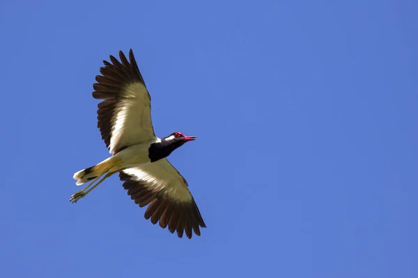 Image of bird flying in the sky. Wild Animals. Red-wattled lapwi