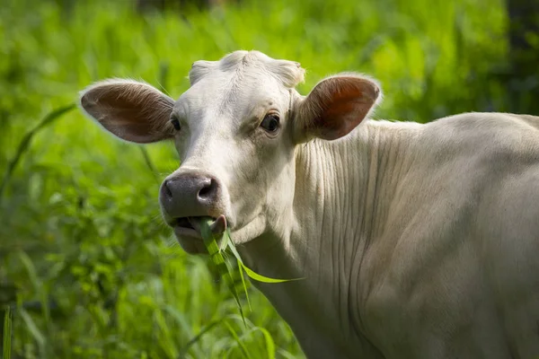 Beyaz inek görüntüsünü doğa arka plan üzerinde ot yiyor. Hayvan — Stok fotoğraf