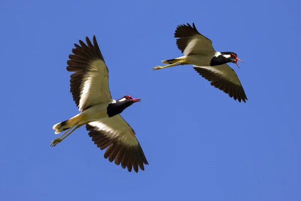 Gökyüzünde uçan kuş görüntüsü. Vahşi hayvanlar. Kırmızı wattled lapwi — Stok fotoğraf