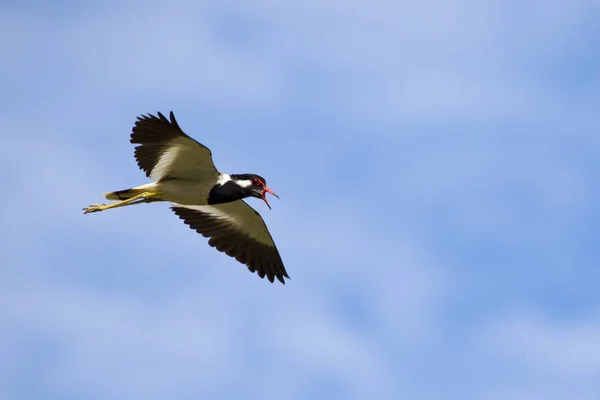 Obraz ptak latający na niebie. Dzikie zwierzęta. Lapwi czerwony wiklina — Zdjęcie stockowe