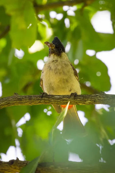 Immagine di uccello su un ramo su sfondo naturale. Animale. (Arroccato) — Foto Stock