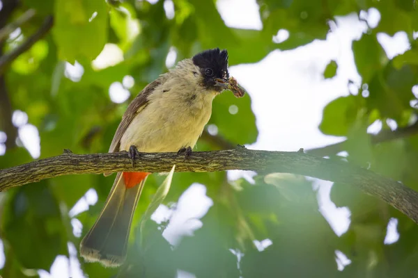 Bild des Vogels auf einem Ast auf dem Hintergrund der Natur. Tier. (gehockt — Stockfoto