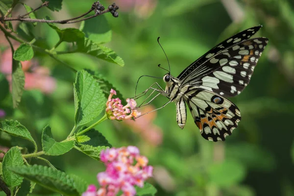 Hermosa mariposa posada sobre una flor. Animales de insectos . — Foto de Stock