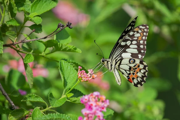 Hermosa mariposa posada sobre una flor. Animales de insectos . — Foto de Stock