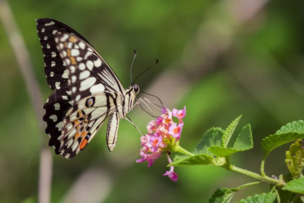 Hermosa mariposa posada sobre una flor. Animales de insectos . — Foto de Stock