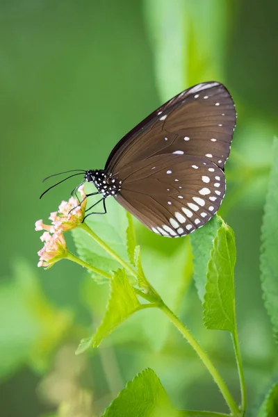 Bela borboleta empoleirada em uma flor. Insetos Animais . — Fotografia de Stock