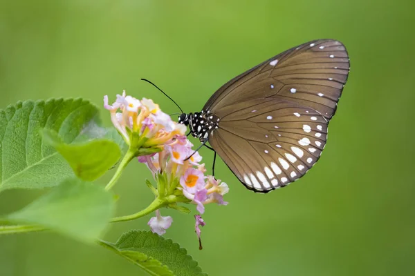 Bela borboleta empoleirada em uma flor. Insetos Animais . — Fotografia de Stock