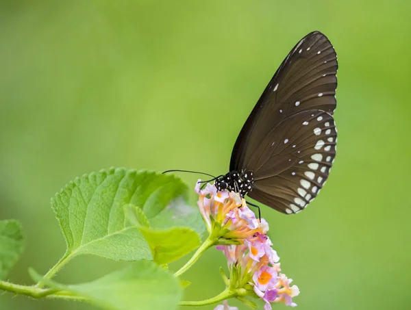 Hermosa mariposa posada sobre una flor. Animales de insectos . — Foto de Stock