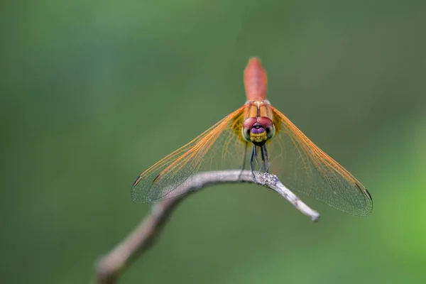 Bilden av dragonfly uppflugen på en trädgren på natur botten — Stockfoto