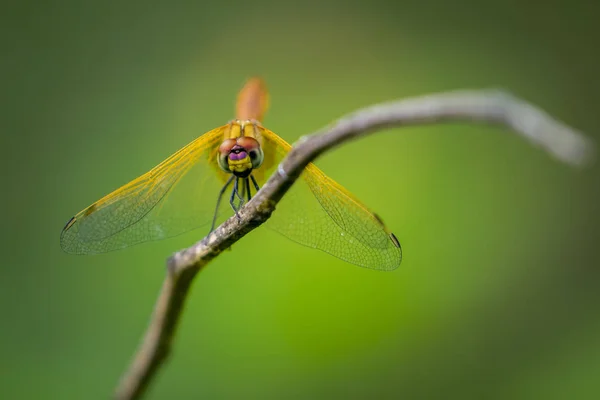 Bilden av dragonfly uppflugen på en trädgren på natur botten — Stockfoto