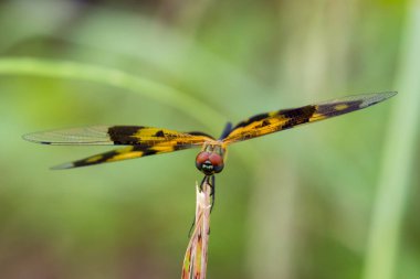 Bir yusufçuk (Rhyothemis variegata) doğa arka plan görüntü