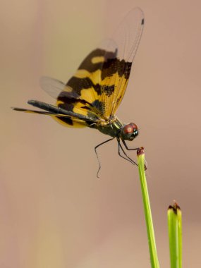 Bir yusufçuk (Rhyothemis variegata) doğa arka plan görüntü