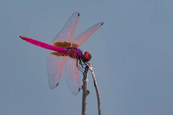 Imagen de una libélula sobre fondo natural. Insecto animal — Foto de Stock