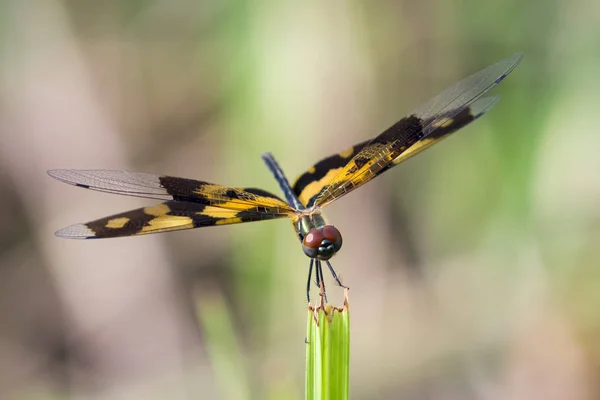 Afbeelding van een libel (Rhyothemis variegata) op de achtergrond van de natuur — Stockfoto