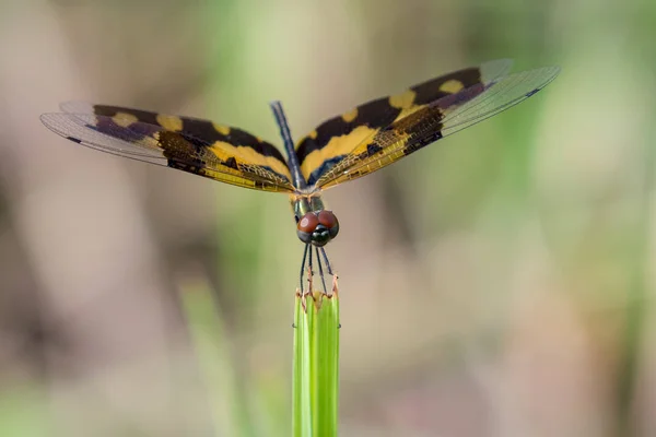 Изображение стрекозы (Rhyothemis variegata) на фоне природы — стоковое фото