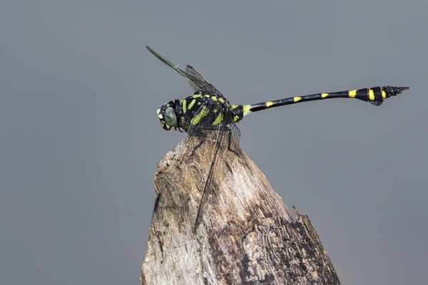 Görüntü doğa backgro bir yusufçuk (Ictinogomphus Decoratus) — Stok fotoğraf