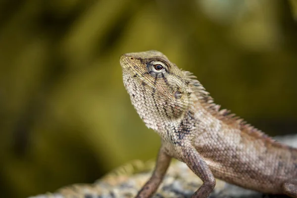 Imagem de camaleão no fundo da natureza. Réptil — Fotografia de Stock