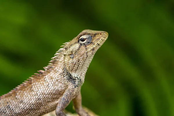 Imagem de camaleão no fundo da natureza. Réptil — Fotografia de Stock