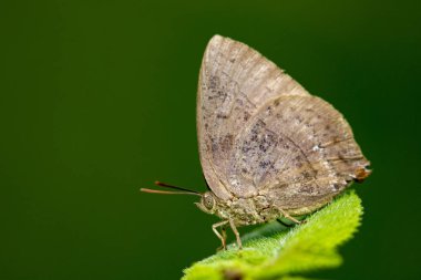 Kelebek (Lycaenidae) doğa arka plan üzerinde yaprak üzerinde görüntü