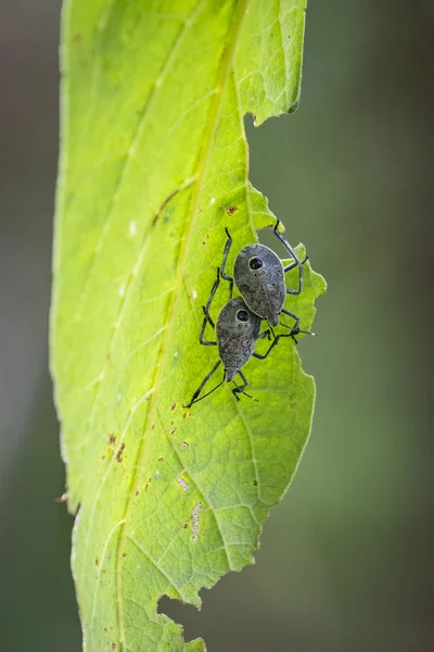 Gambar serangga di daun hijau. Bug — Stok Foto