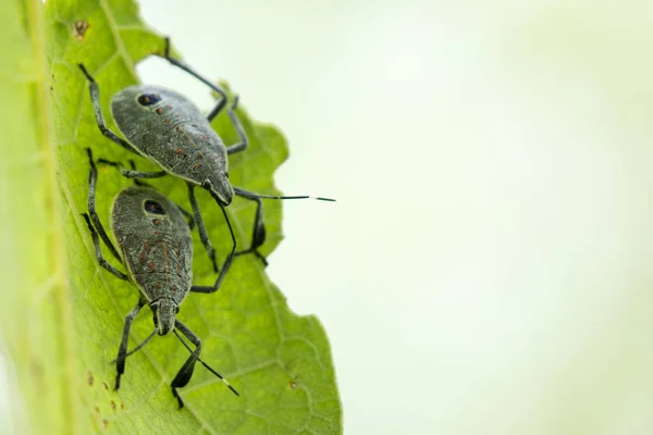 Imagen de insecto sobre una hoja verde. Bug. — Foto de Stock