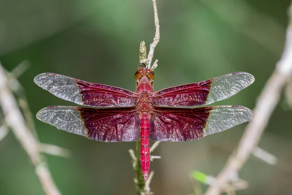 Imagem de uma libélula vermelha (Camacinia gigantea) na natureza backgr — Fotografia de Stock