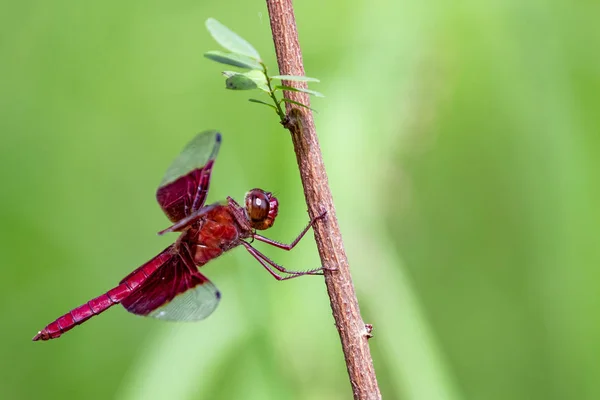 Bilden av en röda trollsländor (Camacinia gigantea) på nature bakgr — Stockfoto