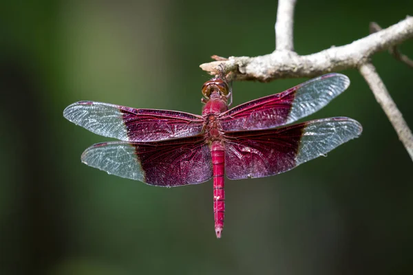 Imagem de uma libélula vermelha (Camacinia gigantea) na natureza backgr — Fotografia de Stock