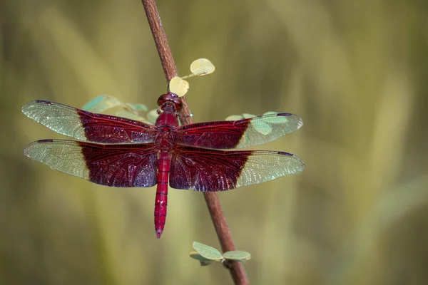 Imagem de uma libélula vermelha (Camacinia gigantea) na natureza backgr — Fotografia de Stock