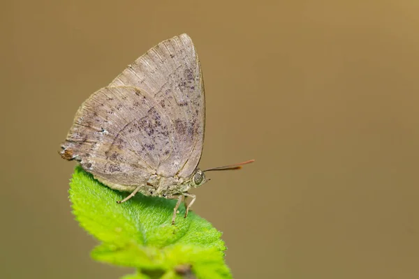 Imagen de mariposa (Lycaenidae) en la hoja sobre fondo natural —  Fotos de Stock