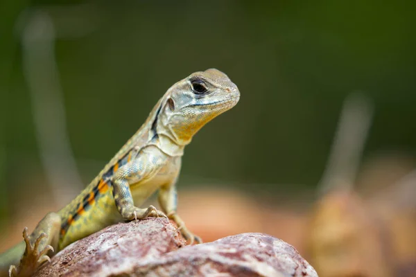 蝴蝶鬣蜥 （Leiolepis 居维叶） 对自然图像 bac — 图库照片