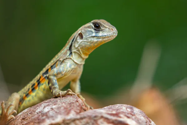 Imagem da borboleta Agama Lizard (Leiolepis Cuvier) na natureza bac — Fotografia de Stock