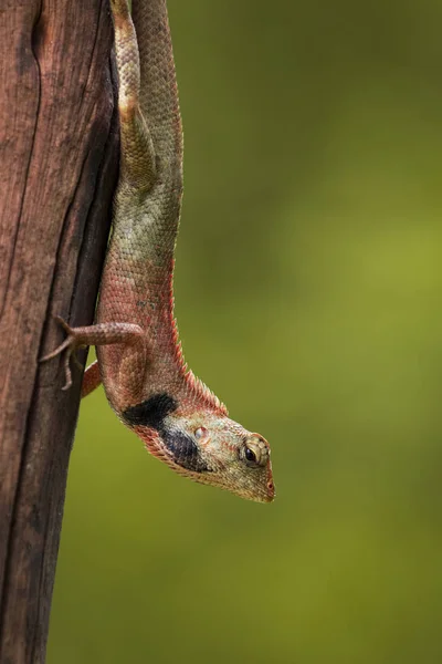 Imagen de camaleón sobre fondo natural. Reptiles — Foto de Stock