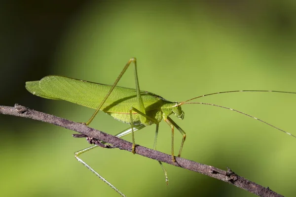 Image d'une sauterelle verte sur fond de nature. Insecte Animal — Photo