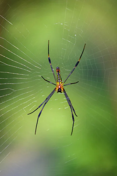 Image of a Golden orb web spider on nature background. Insect An — Stock Photo, Image