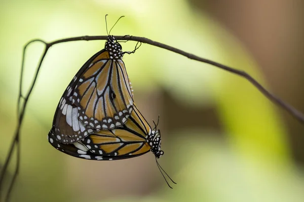 Imagen de una mariposa sobre fondo natural. Insecto animal — Foto de Stock