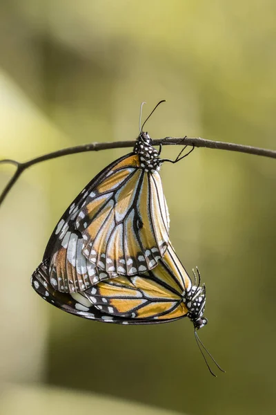 Immagine di una farfalla sullo sfondo della natura. Insetto animale — Foto Stock
