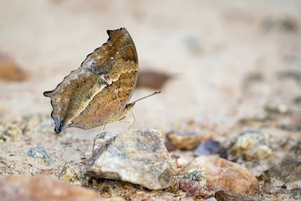 Imagem de uma borboleta no fundo da natureza. Inseto animal (Lurche — Fotografia de Stock