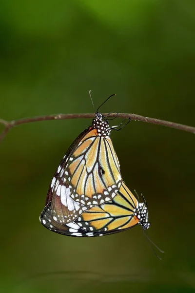 Bild eines Schmetterlings auf Naturhintergrund. Insektentier — Stockfoto