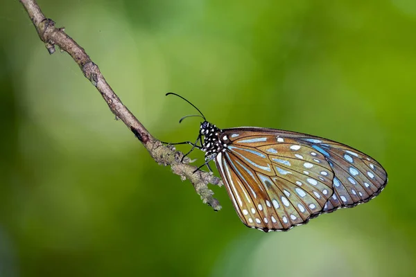 Imagen de una mariposa (El tigre azul pálido) sobre fondo natural . — Foto de Stock