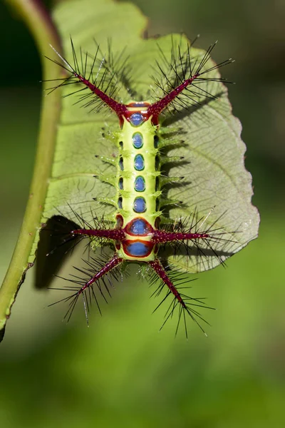 Wattle kupa hernyó a természet háttér kép. A rovar — Stock Fotó