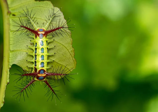 Wattle kupa hernyó a természet háttér kép. A rovar — Stock Fotó