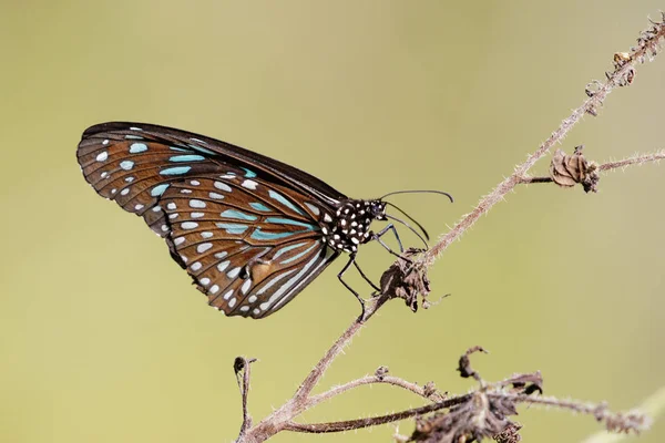 Imagem de uma borboleta (The Pale Blue Tiger) no fundo da natureza . — Fotografia de Stock