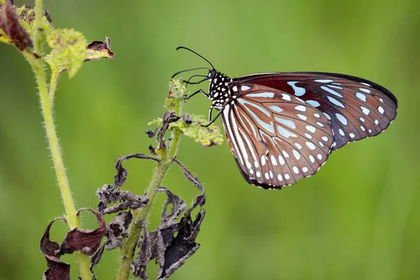 Imagem de uma borboleta (The Pale Blue Tiger) no fundo da natureza . — Fotografia de Stock