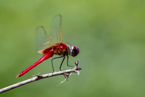 Image d'une libellule (Macrodiplax cora) sur fond de nature. Dans — Photo