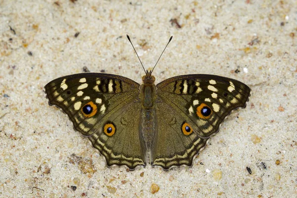 Bild des Stiefmütterchen-Schmetterlings (junonia lemonias lemonias) auf na — Stockfoto