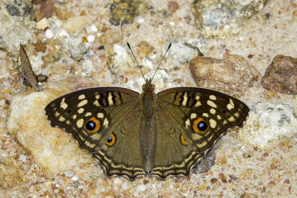 Bild des Stiefmütterchen-Schmetterlings (junonia lemonias lemonias) auf na — Stockfoto