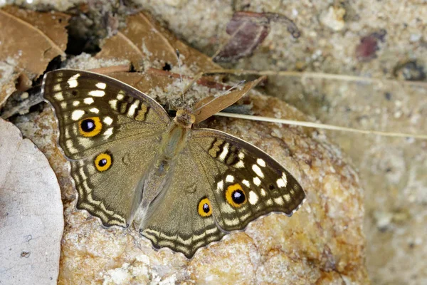Bild des Stiefmütterchen-Schmetterlings (junonia lemonias lemonias) auf na — Stockfoto