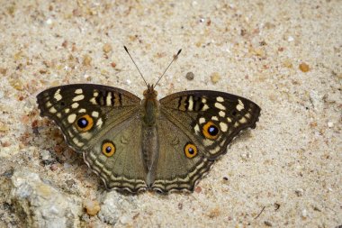 Görüntü üzerinde na limon homo kelebek (Junonia lemonias lemonias)