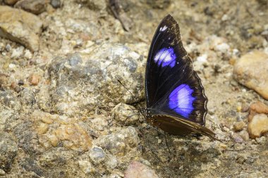 Erkek Danaid Eggfly kelebek görüntü doğa arka plan üzerinde. B